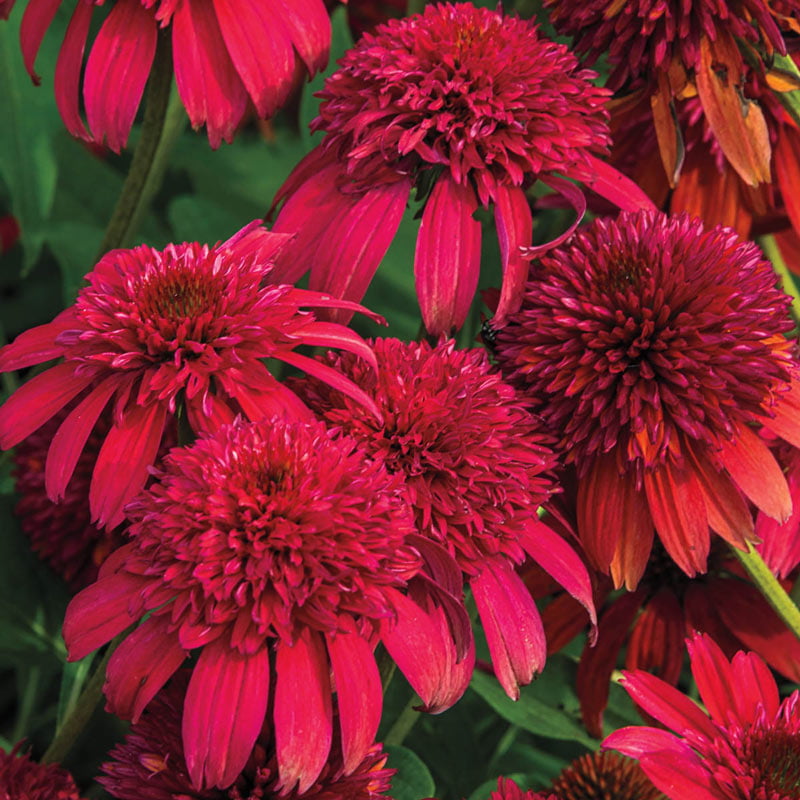 Double Scoop Coneflower (Echinacea)， Bare Root Starter Perennial Plant (1-Pack)