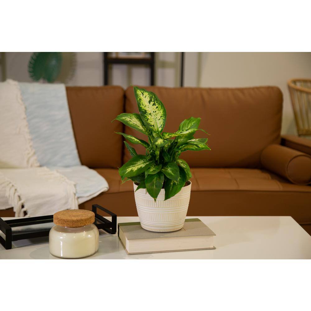 Costa Farms Dieffenbachia Dumb Cane Indoor Plant in 6 in. White Pot Average Shipping Height 1-2 ft. Tall CO.DF06.3.CYL