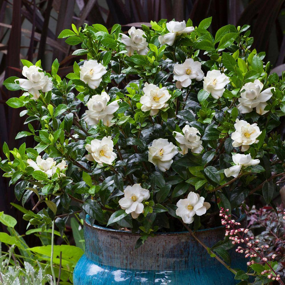 SOUTHERN LIVING 2.5 Qt. Jubilation Gardenia Live Evergreen Shrub White Fragrant Blooms 2096Q
