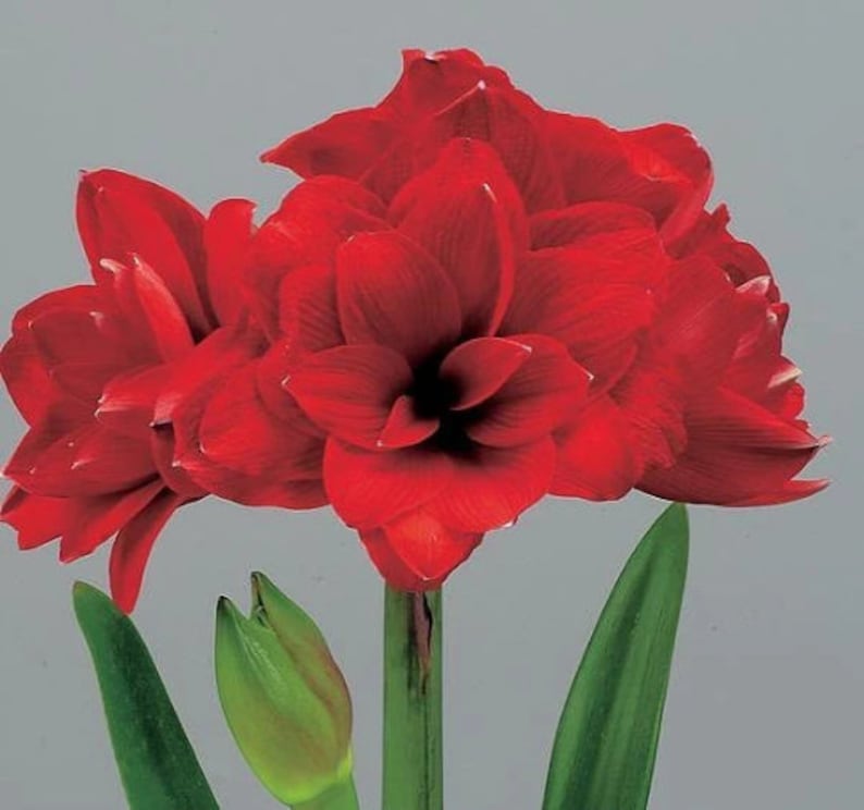 Amaryllis Holiday Gift Growing Kit， Includes an Rustic Tin Pot， Double King Bulb， and Professional Growing Medium!!