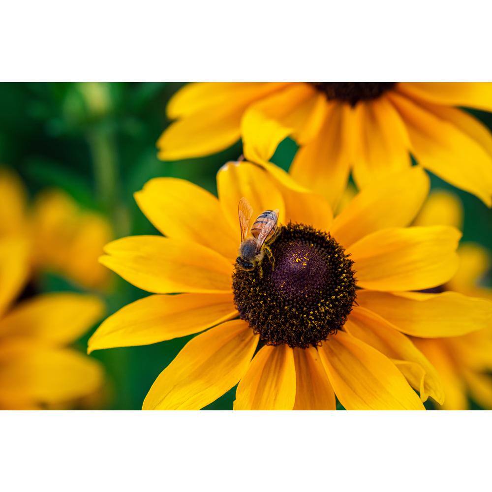 BELL NURSERY 2.5 Qt. 'Goldsturm' Black-Eyed Susan (Rudbeckia) Live Potted Perennial Plant with Golden Yellow Flowers (1-Pack) BESUS1YLW1PK