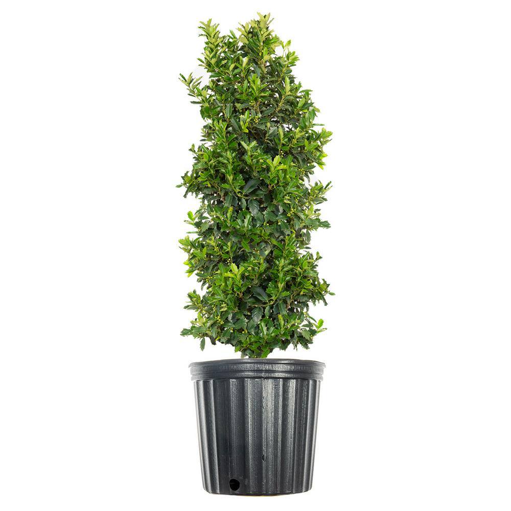 Perfect Plants 3-4 ft. Tall Oak Leaf Holly Tree in Grower's Pot Mature Holly THD00540