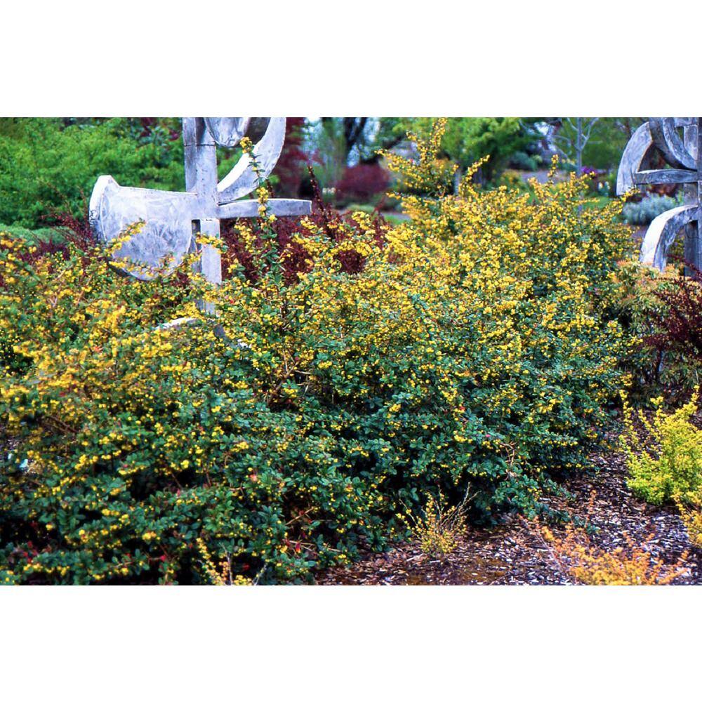 Online Orchards 1 Gal. William Penn Evergreen Barberry Shrub with Glossy Dark Green Foliage and Long Thorns SBBB004
