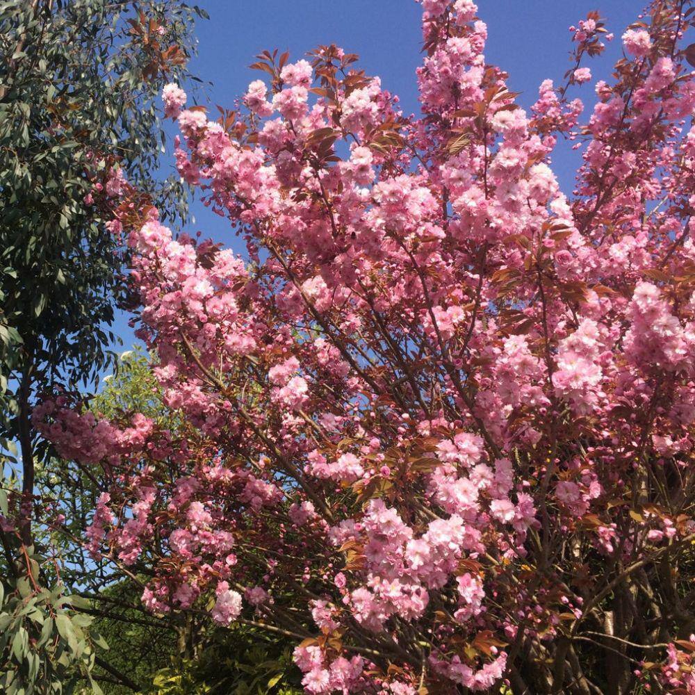 5 Gal. Flowering Deciduous Tree with Pink Flowers