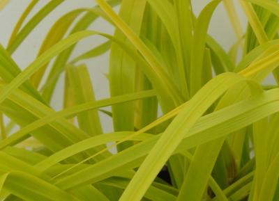 Classy Groundcovers - Everillo Sedge  {25 Pots - 3 1/2 inch Square}