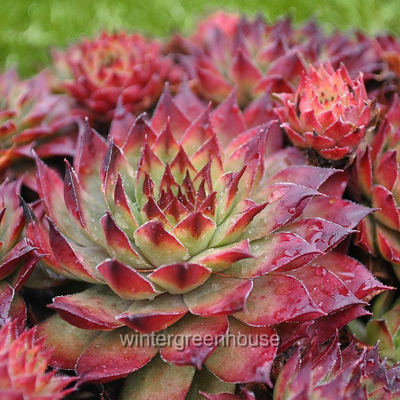 Sempervivum， Montfort， Hen And Chicks - Pot Size: 3 (2.6x3.5) - Alpine Plants， Hen and Chicks