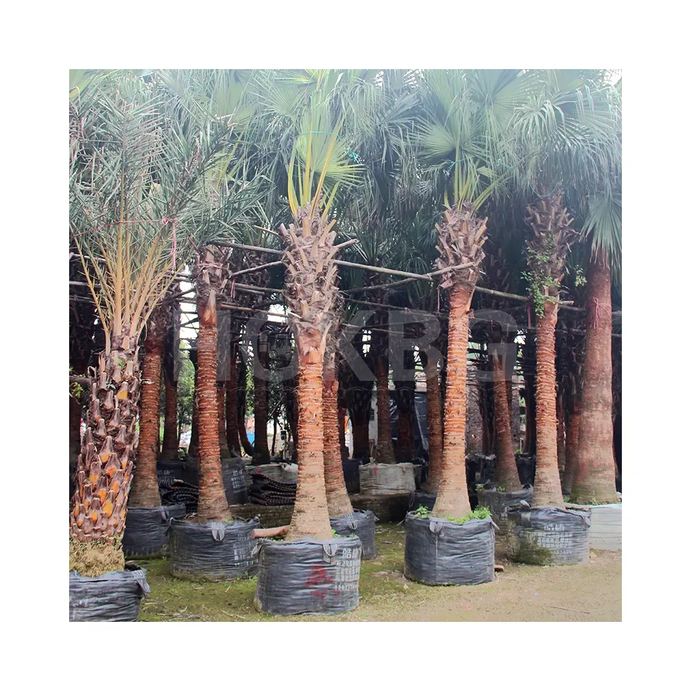 HOKBG Factory direct 109Gallon big size for oil Palm tree  outdoor tropical plant for landscape garden