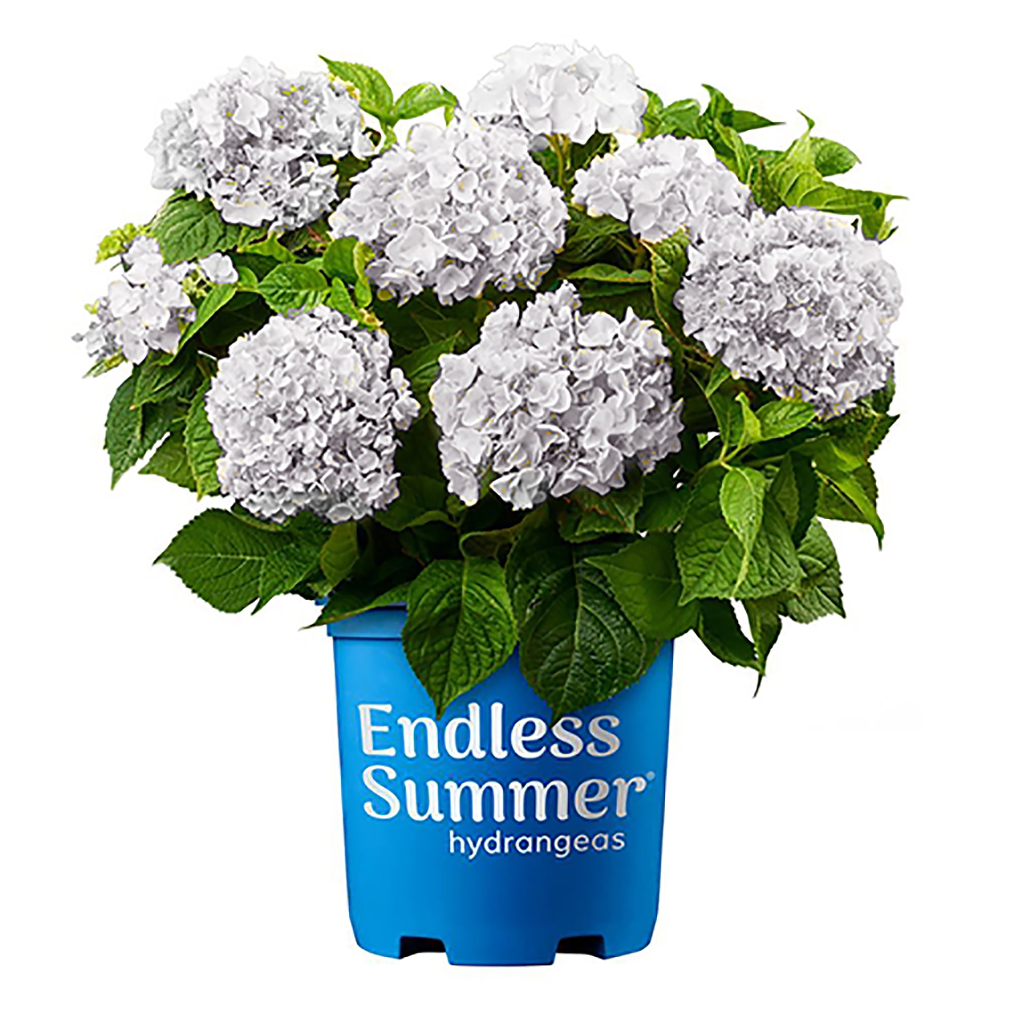 Endless Summer Blushing Bride Hydrangea Live Shrub (2 Gallon)