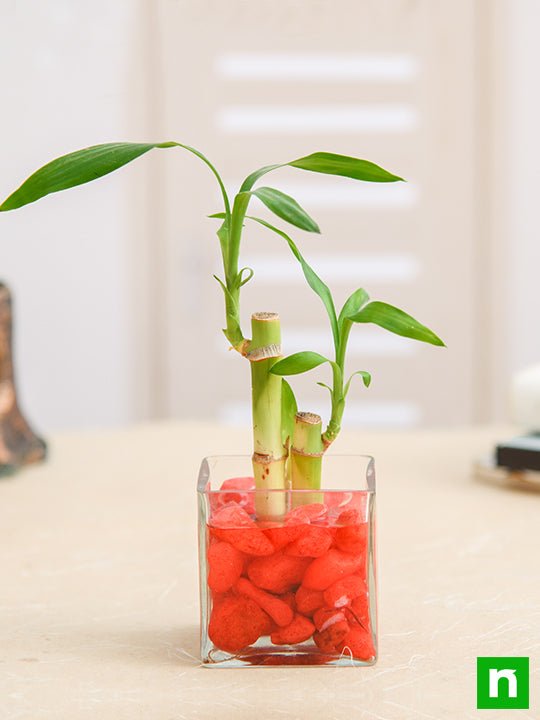 2 Lucky Bamboo Stalks (A Symbol of Love) - Gift Plant