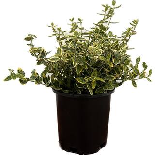 2.5 Qt. - Emerald and Gold Euonymus Live Shrub with Green and Yellow Folliage 1000042808