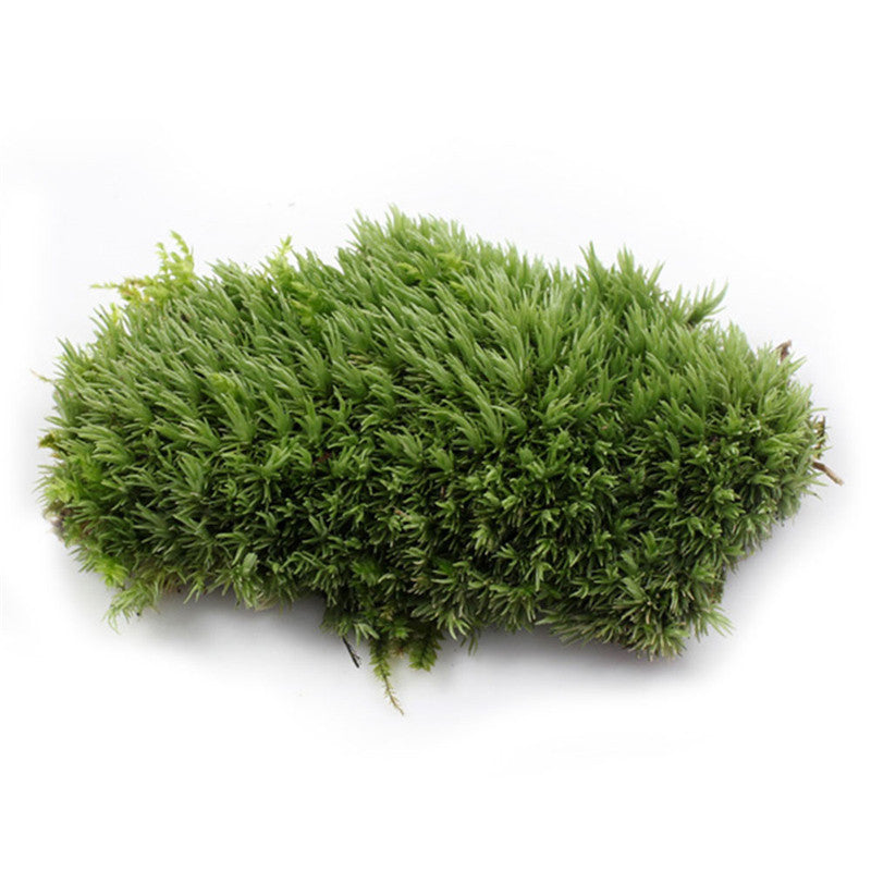 1Pcs Green Artificial Fake Moss Coral Stone Model Grass Plant Potted Micro Landscape Fairy Garden Aquarium Ornament Decoration