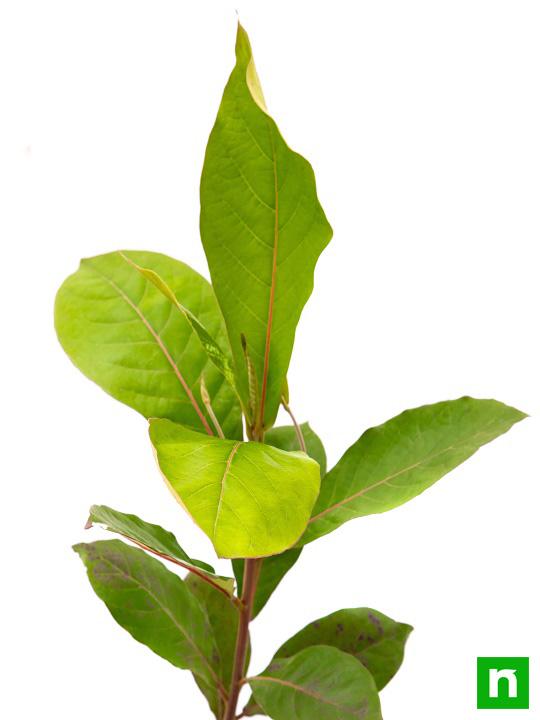 Badam Tree, Indian Almond Tree, Terminalia catappa - Plant