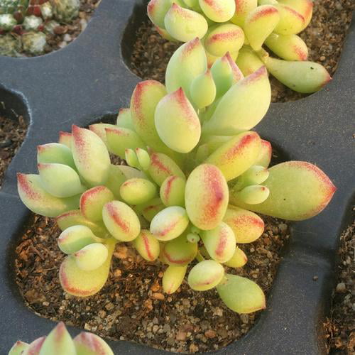 Cotyledon Pendens Succulent Live Plants Rare Trailing Succulents， 3 Fresh Succulent Cuttings