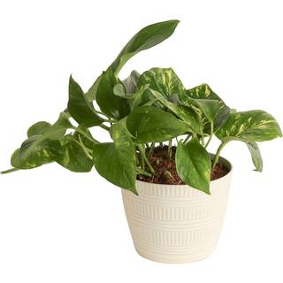 Costa Farms Pothos Indoor Plant in 6 in. White Pot Average Shipping Height 1-2 ft. Tall CO.PO60.3.CYL