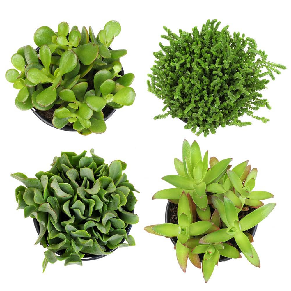 SMART PLANET 1 qt. Crassula Assorted Succulents (4-Pack) 0872632