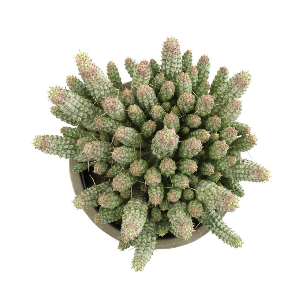 ALTMAN PLANTS Altman Reserve 6 in. Corn Cob Succulent (Euphorbia Mammillaris Variegata) in Cement Pot 0872979