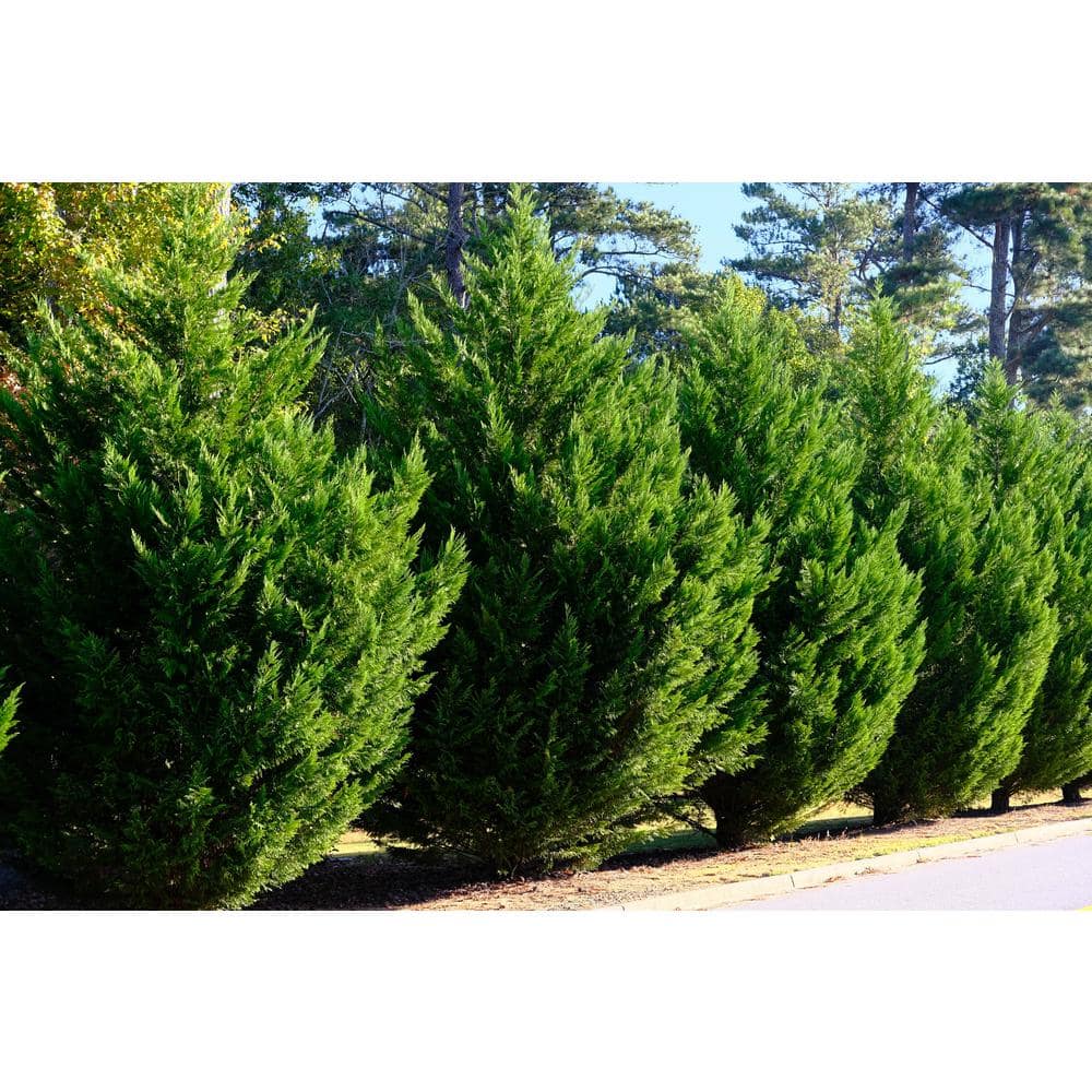 BELL NURSERY 5 Gal. Leyland Cypress Live Evergreen Tree with Green Foliage (1-Pack) CYPSS5LEY1PK