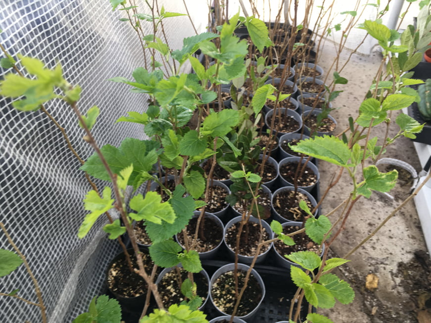 White Mulberry Tree - Morus Alba - Live Plant