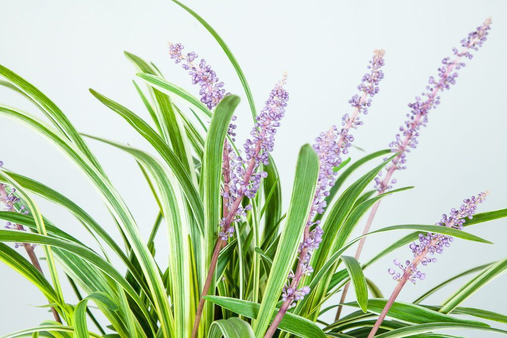 1 Gal. Variegated Liriope - Monkey Grass - Ornamental Statement