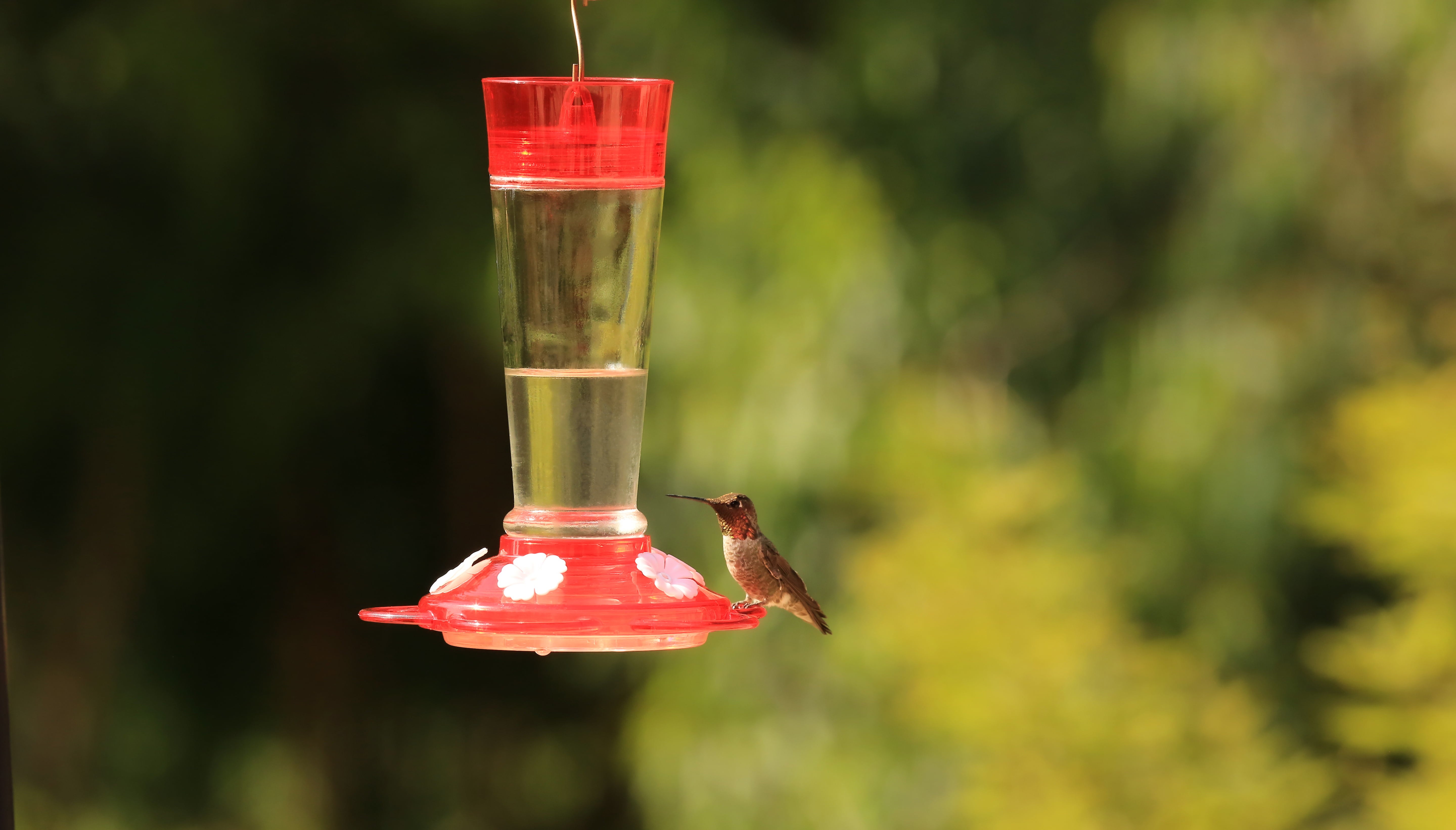 More Birds Ruby Glass Bottle Hummingbird Feeder， 10-Oz Nectar Capacity