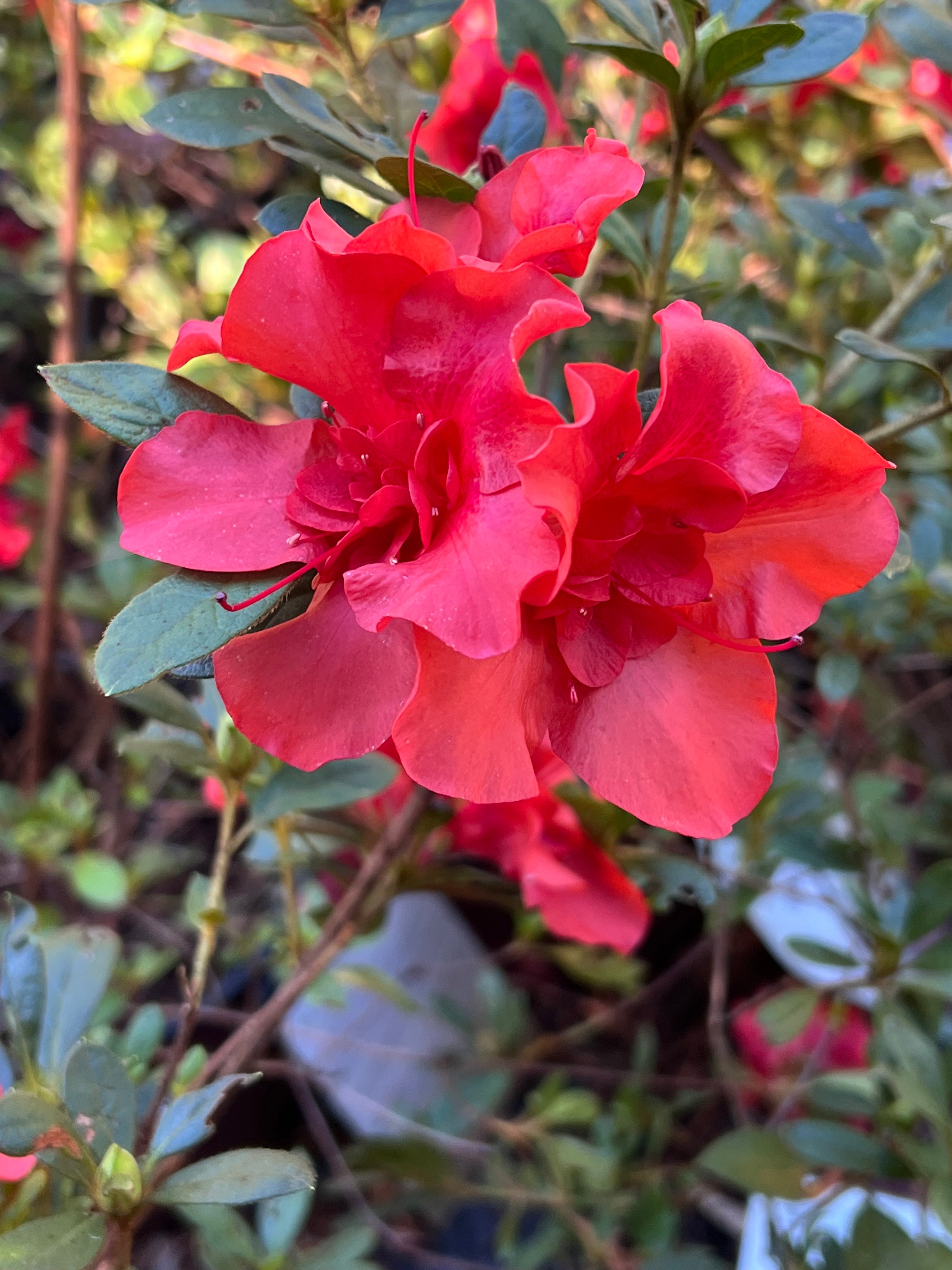 Encore Azalea Autumn Embers