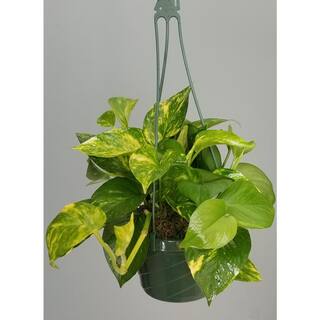 6 in. Golden Pothos Plant in Hanging Basket HBGldP006