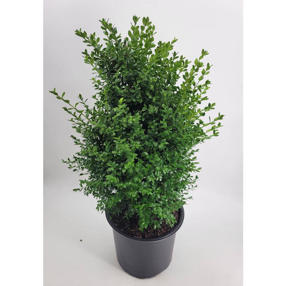 BELL NURSERY 3 Gal Green Mountain Boxwood (Buxus) Live Evergreen Shrub BUXUS3GMT1PK