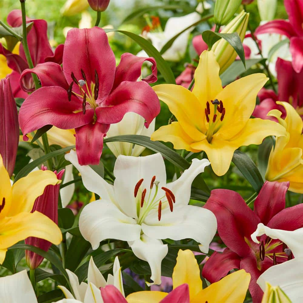 VAN ZYVERDEN Lilies Fragrant Orienpet Blend (Set of 9 Bulbs) 83678