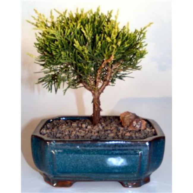 Bonsai Boy e3350 Golden Joy Shimpaku Juniper Tree - Juniperus Pfitzeriana