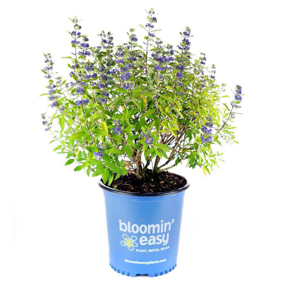 BLOOMIN' EASY 2 Gal. Beekeeper Bluebeard (Caryopteris) Live Shrub Blue Flowers DGCY4893