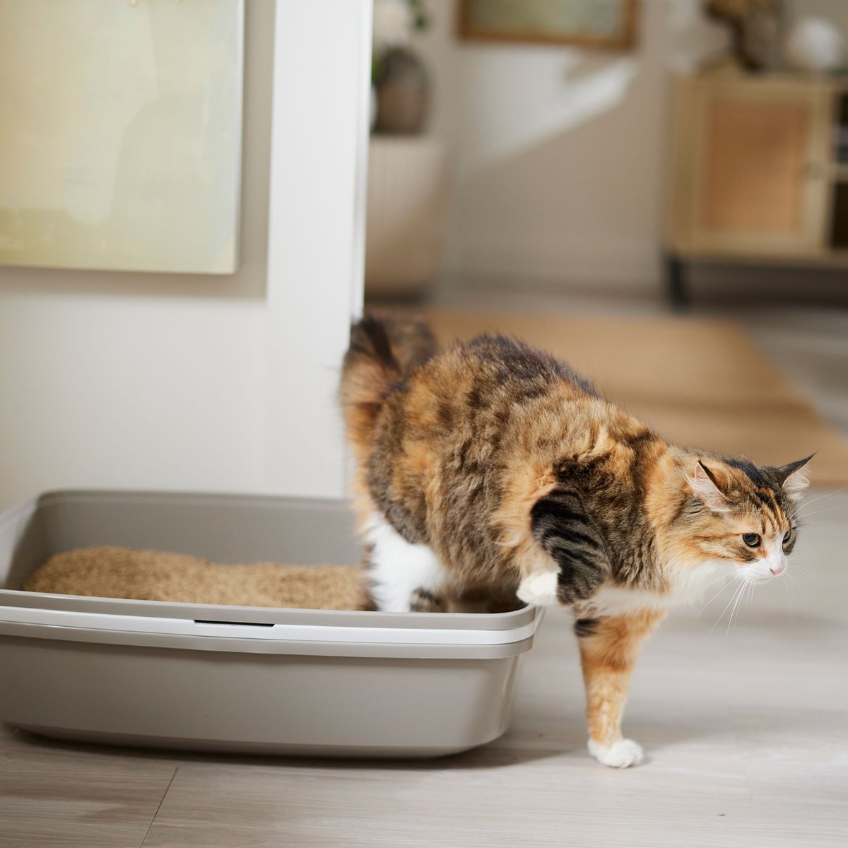 World's Best Low Tracking and Dust Control Multiple Cat Litter