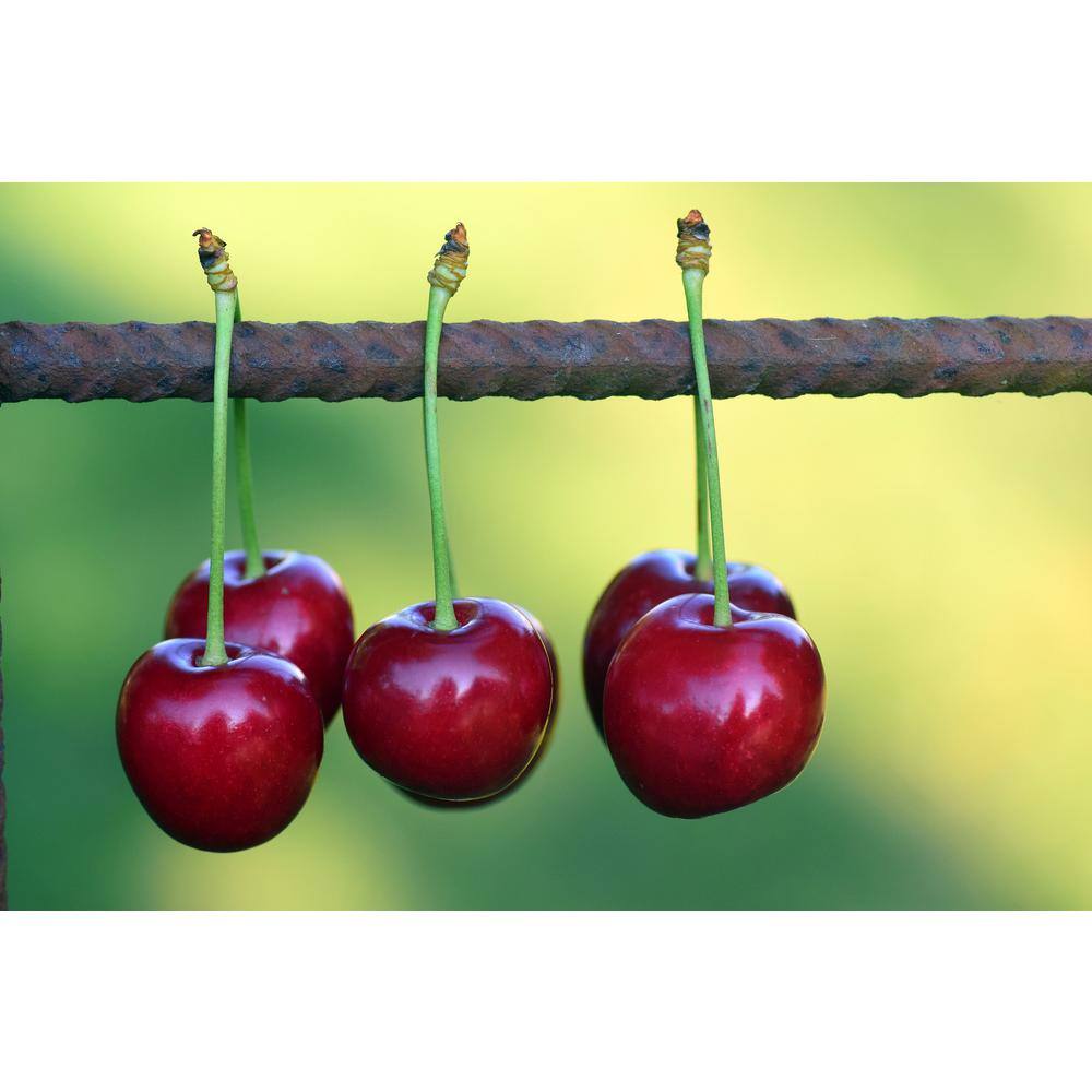 Online Orchards Lapins Cherry Tree - Self Pollinating Delicious Dark-Red Sweet Cherries (Bare-Root 3 ft. to 4 ft. Tall 2-Years Old) FTCH007