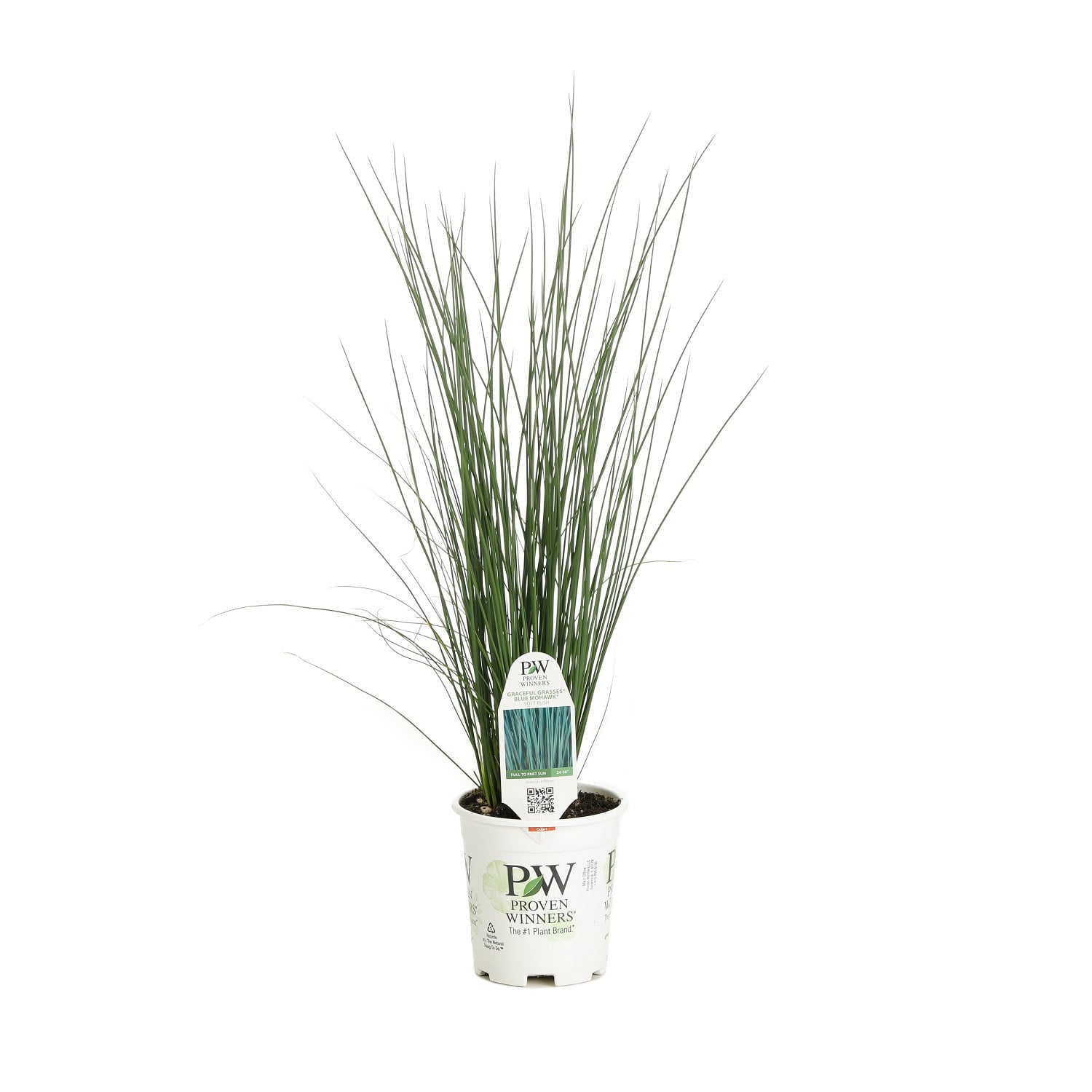 4.5 in. Qt. Graceful Grasses Blue Mohawk Soft Rush (Juncus) Live Plant， Blue-Green Foliage