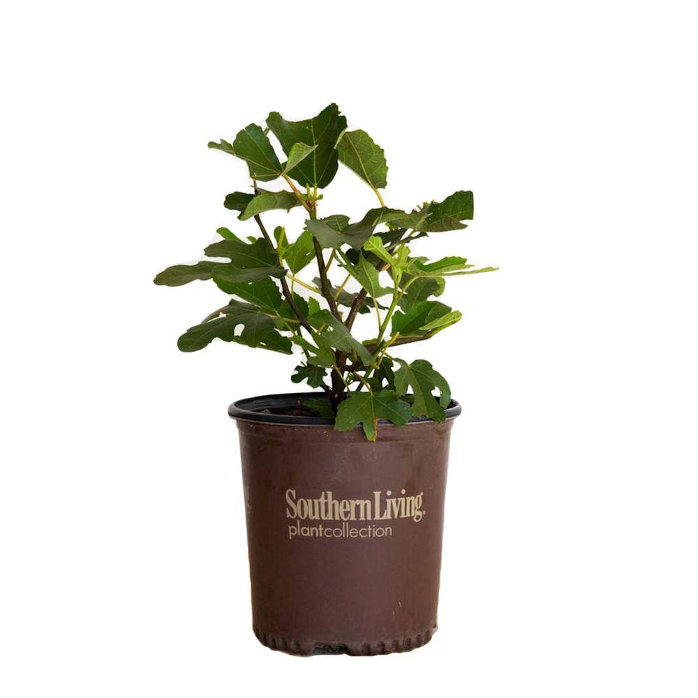 SOUTHERN LIVING 2 Gal. Little Miss Figgy Dwarf Fig Shrub with Deliciously Sweet Spring and Fall Fruits 20482