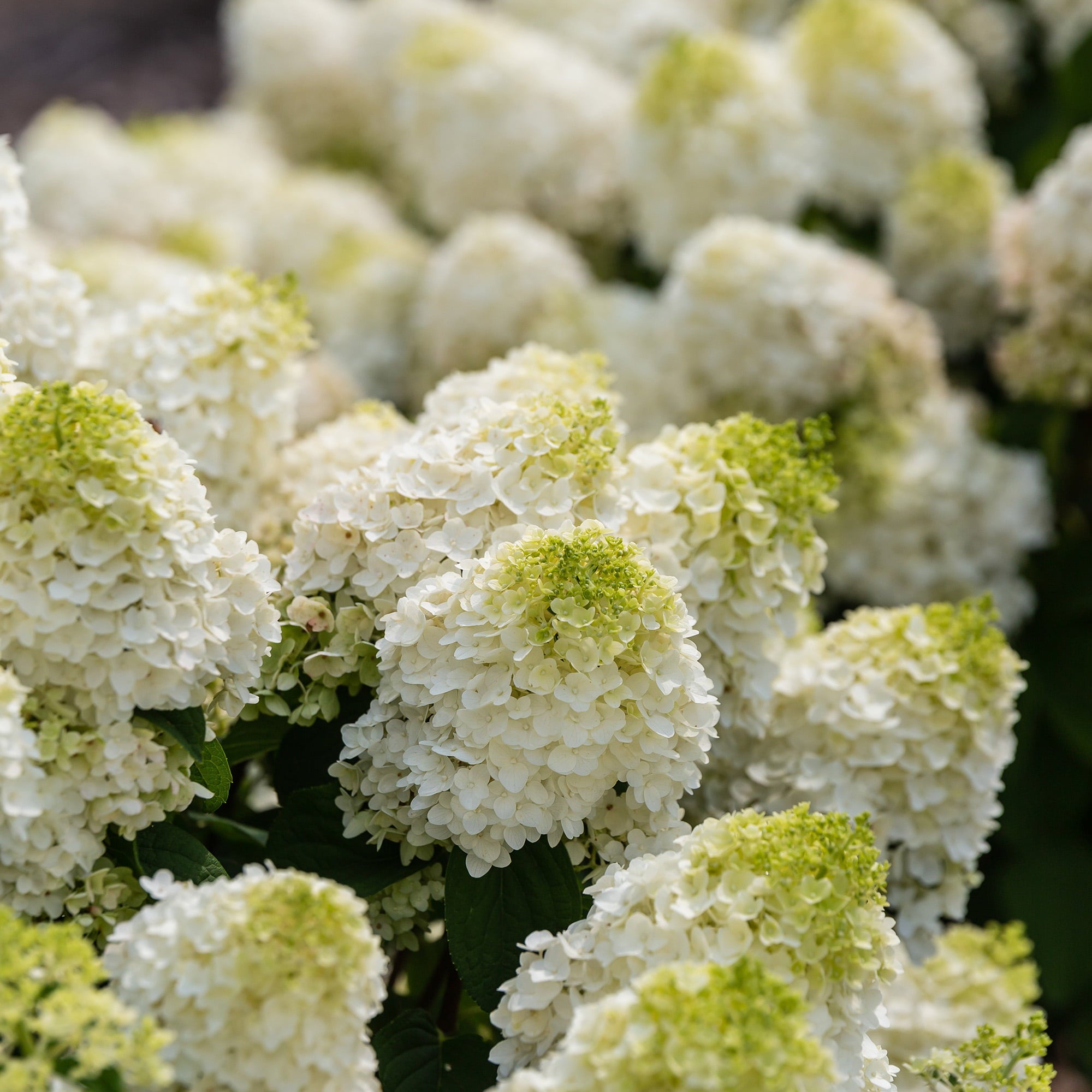 First Editions Hydrangea Little Hottie Live Shrub (2 Gallon)