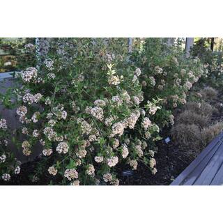 Online Orchards 1 Gal. Burkwood Viburnum Evergreen Shrub SBVB004