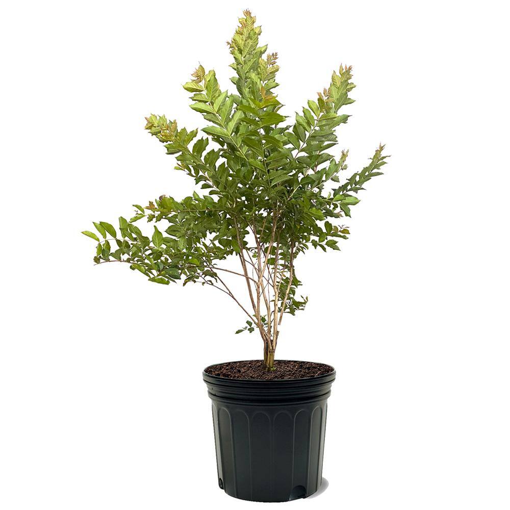 Natchez Crape Myrtle Green Leaf White Flowering Ornamental Tree CRMNAT07G