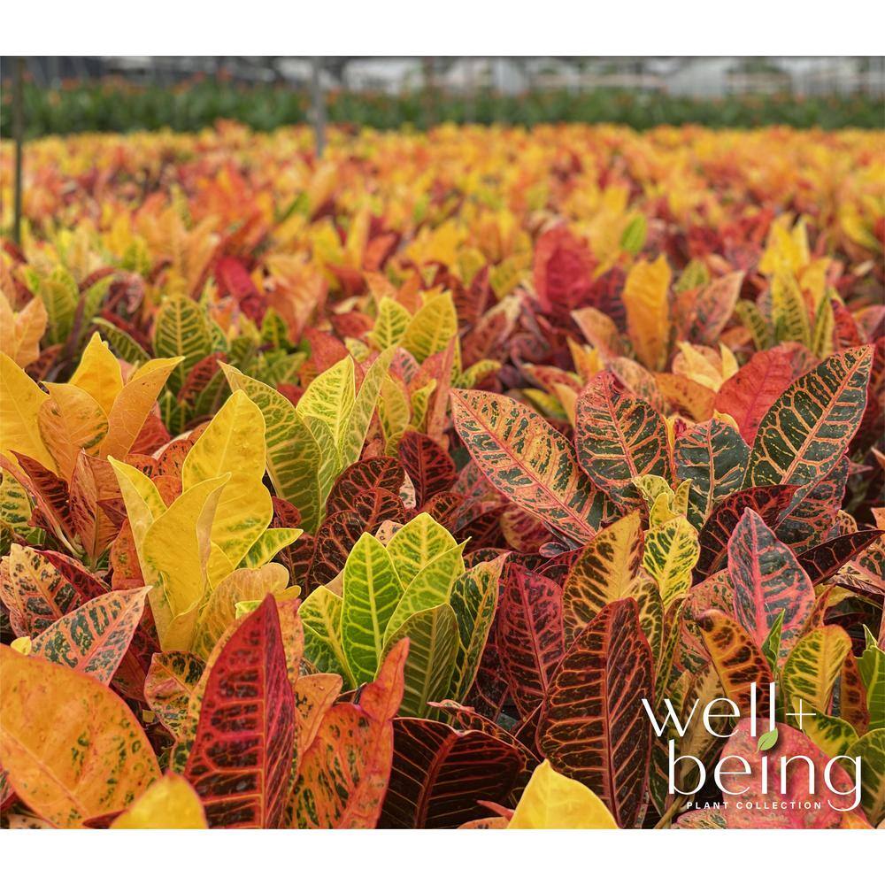 NATURE'S?WAY FARMS Croton Petra Live Outdoor Plant in Growers Pot Average Shipping Height 2-3 Ft. Tall 3600