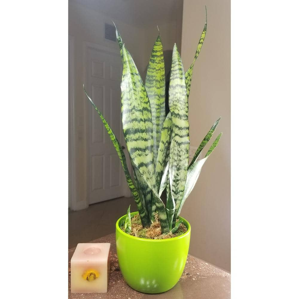 Sansevieria Snake Plant (Black Coral) in 6 in. Growers Pot SanBlk006