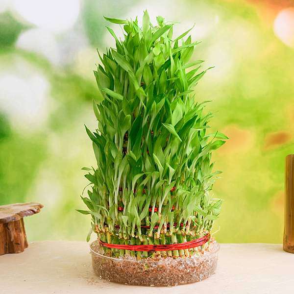 9 Layer Lucky Bamboo Plant in a Bowl