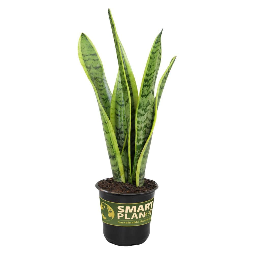 Variegated Live Snake Plant Air Purifying Houseplant in 4.25 in.