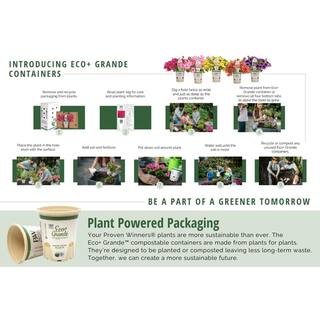 PROVEN WINNERS 4-Pack 4.25 in. Eco+Grande Diamond Snow (Euphorbia) Live Plant White Double Flowers EUPPRW1107504