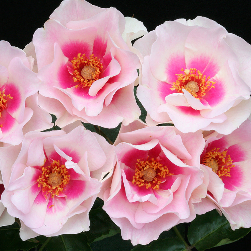 Bull's Eye™ Shrub Rose by Heirloom Roses - Live Rose Plants