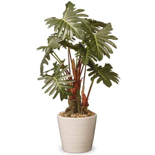 21inch Philodendron Plant in Green Ceramic Pot by National Tree Company