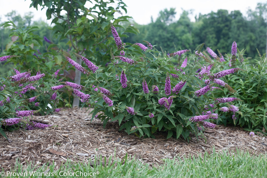 Buddleia Lo & Behold Tm Blue Chip Butterfly Bush