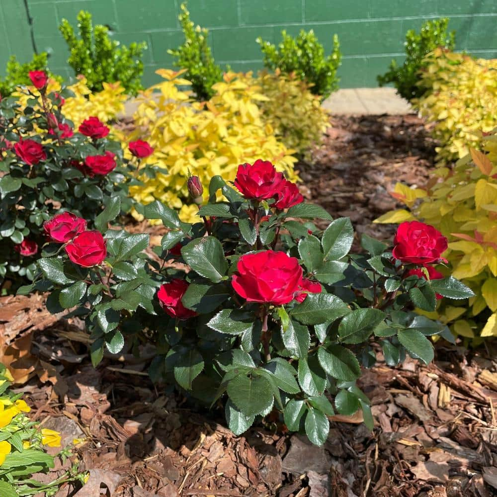 KNOCK OUT 1.5 Gal. Petite Knock Out Rose Bush with Red Flowers 13417