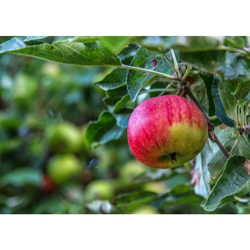 Online Orchards Cortland 3 ft. - 4 ft. Tall 2-Years Old Apple Tree Bare-Root FTAP011
