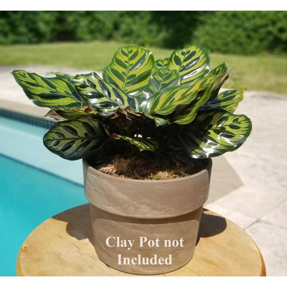 Peacock Plant in 6 in. Grower Pot PckPlt006