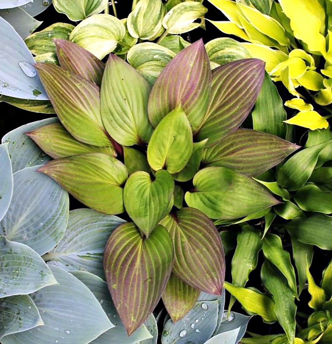 First Blush Hosta - Deep Green with Red Edges - 4