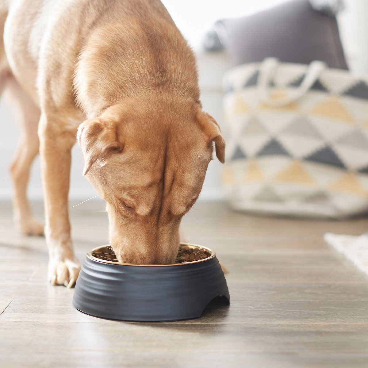 Frisco Matte Black Design Light Copper Stainless Steel Dog and Cat Bowl